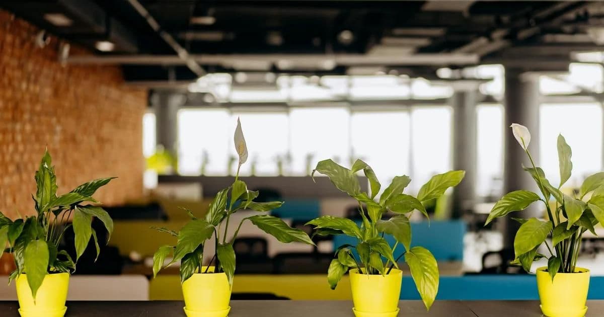 Biophilic office interior with living green wall, natural wood desks, and abundant daylight